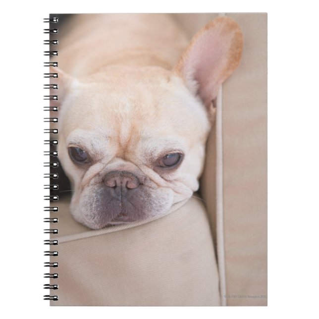 French bulldog resting on sofa spiral notebook (Front)
