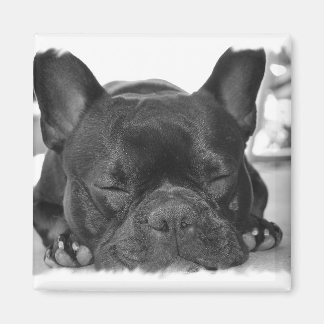 French Bulldog Square Magnet (Front)