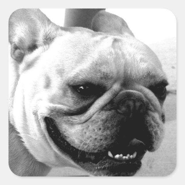 French Bulldog Square Sticker (Front)