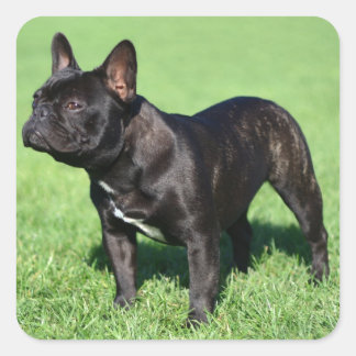 French Bulldog Square Sticker