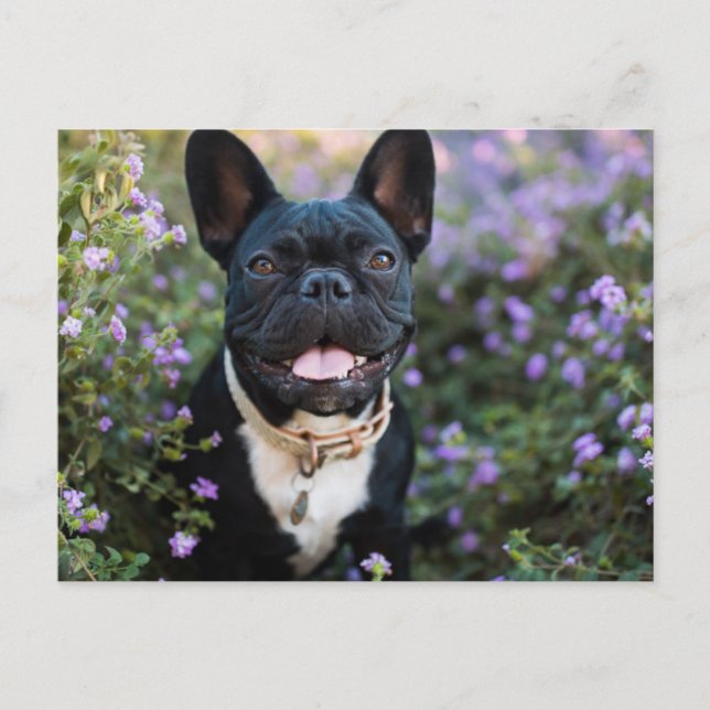 French Bulldog Stands in Flowers Postcard (Front)