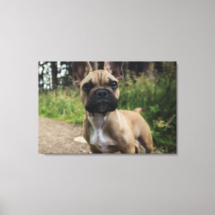 French Bulldog Throw Pillow Canvas Print