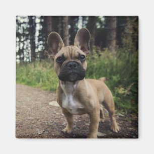 French Bulldog Throw Pillow Magnet