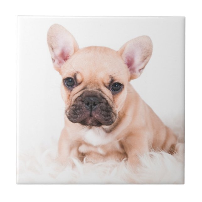 French Bulldog Tile (Front)