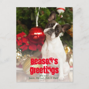 French bulldog tilting head postcard