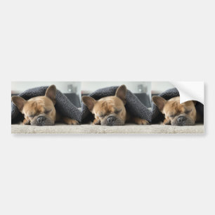 french bulldog under blanket bumper sticker