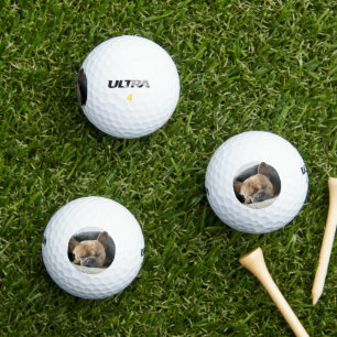 french bulldog under blanket   golf balls