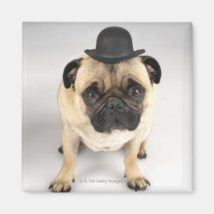 French bulldog wearing bowler, studio shot magnet