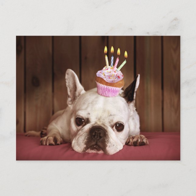 French Bulldog With Birthday Cupcake Postcard (Front)