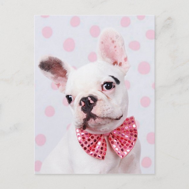 French Bulldog with Bow Tie Postcard (Front)