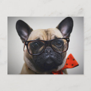 French Bulldog With Glasses And Bow Tie Postcard