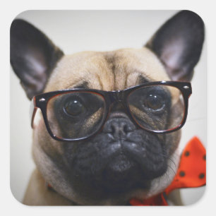 French Bulldog With Glasses And Bow Tie Square Sticker