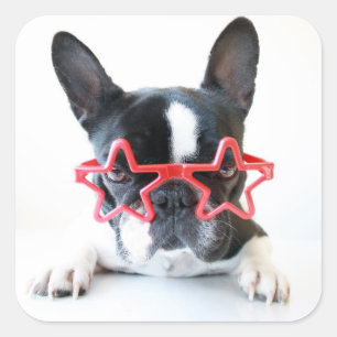 French Bulldog With Red Star Glasses Square Sticker