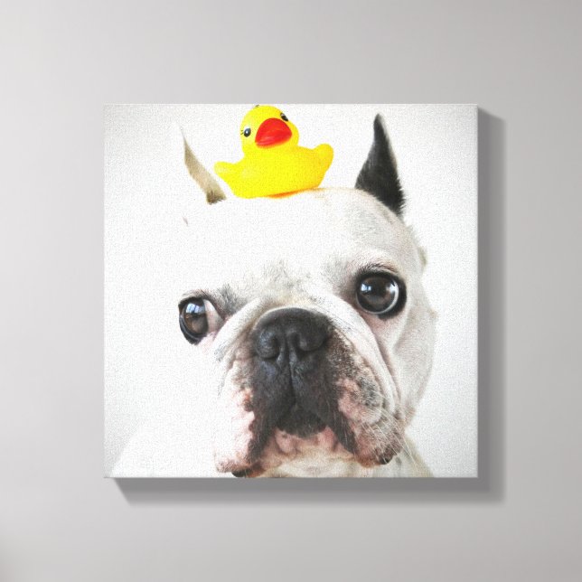 French Bulldog With Rubber Duck Canvas Print (Front)