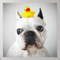 French Bulldog With Rubber Duck