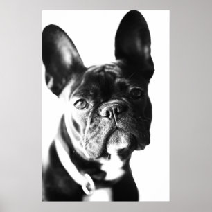 French bulldogg poster