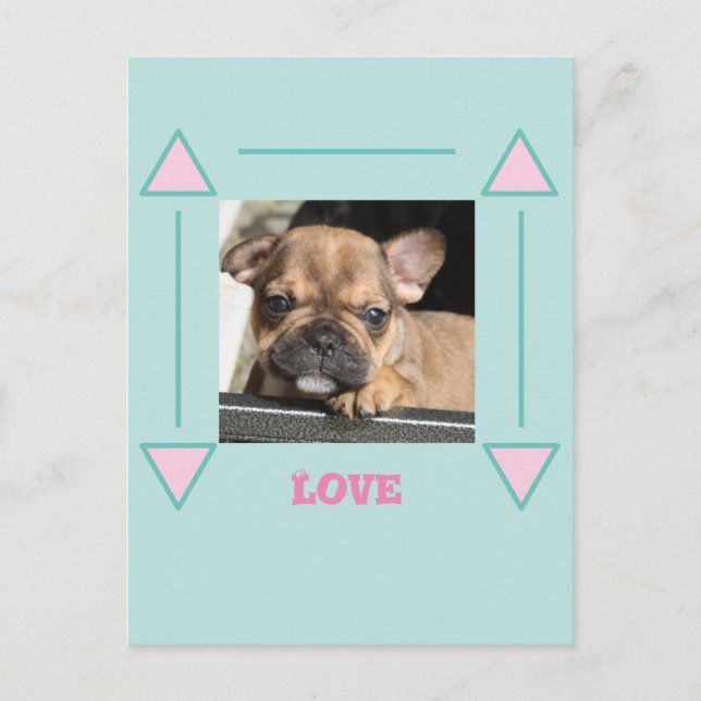 French Bulldogge Postcard (Front)