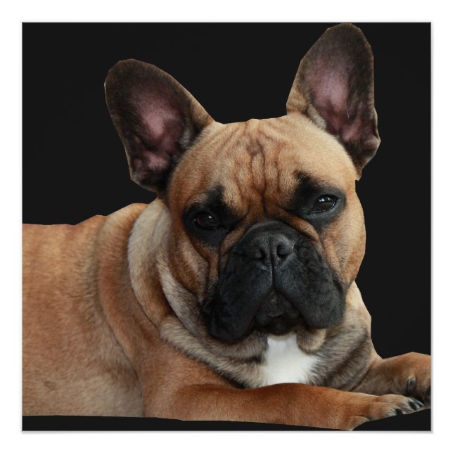 French Bulldogge Poster (Front)