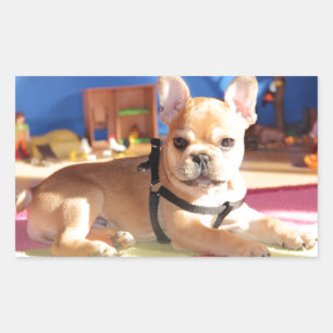 French Bulldogge sticker