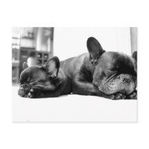 French bulldogs puppies sleeping side by side