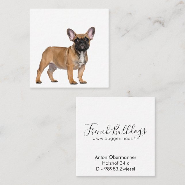 French Bulldogs  Square Business Card (Front/Back)