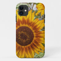 french country summer garden happy sunflower