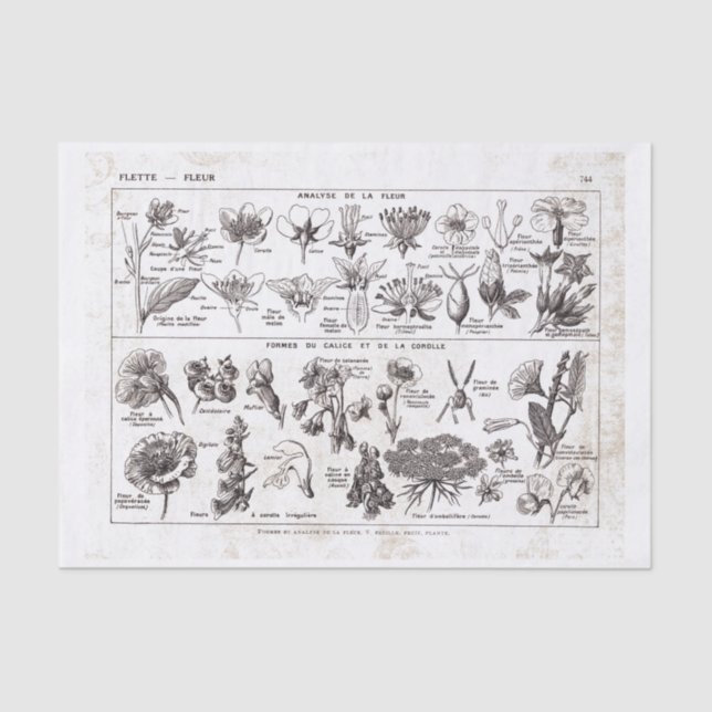 French Dictionary Plate Print-No.22138-Flowers/Fle Tissue Paper (Front)