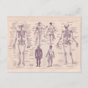 French Encyclopaedia 1920, Human Anatomy Postcard