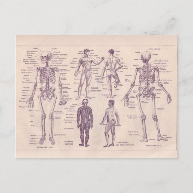 French Encyclopaedia 1920, Human Anatomy Postcard (Front)