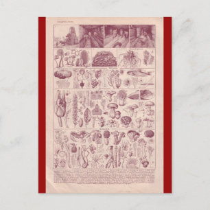 French Encyclopaedia 1920, Mushrooms Postcard