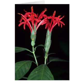 FRENCH GUIANA: Pachystachys coccinea