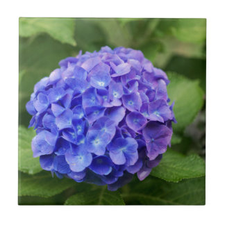 French hydrangea (Hydrangea macrophylla) Tile