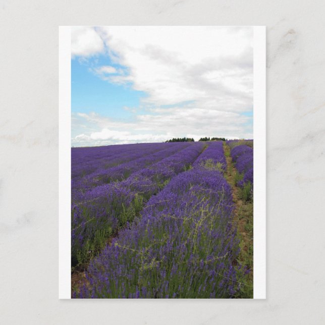 french lavender fields postcard (Front)