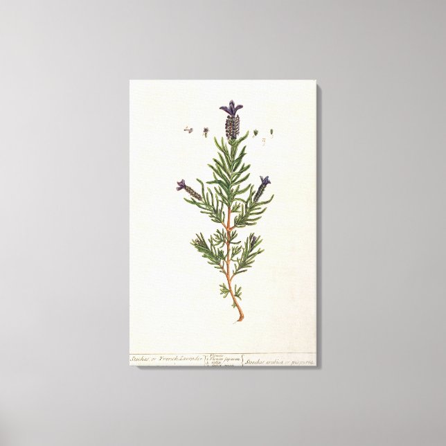 French Lavender, plate 241 from 'A Curious Herbal' Canvas Print (Front)
