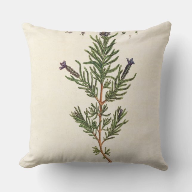 French Lavender, plate 241 from 'A Curious Herbal' Cushion (Front)