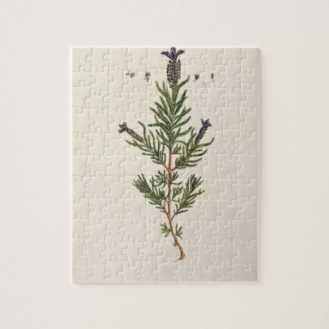 French Lavender, plate 241 from 'A Curious Herbal' Jigsaw Puzzle (Vertical)