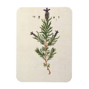 French Lavender, plate 241 from 'A Curious Herbal' Magnet