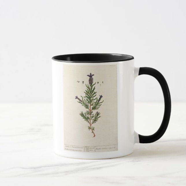 French Lavender, plate 241 from 'A Curious Herbal' Mug (Right)