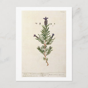 French Lavender, plate 241 from 'A Curious Herbal' Postcard