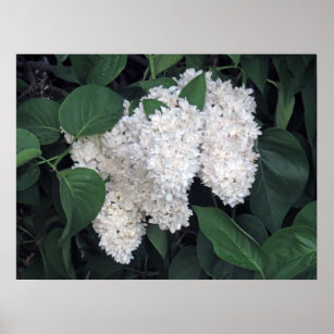 French Lilacs Poster