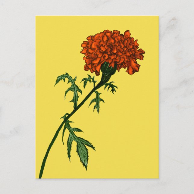 French Marigold Flower Plant Lover Gardener Postcard (Front)