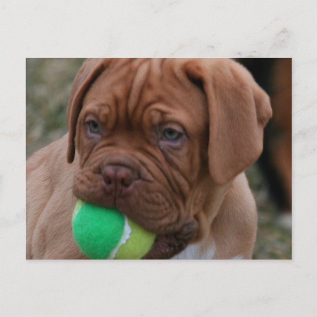 French Mastiff Puppy Postcard (Front)