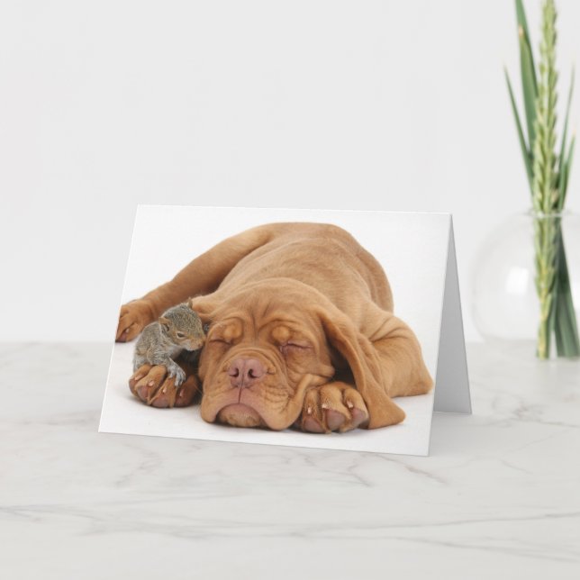 French Mastiff puppy with squirrel Holiday Card (Front)