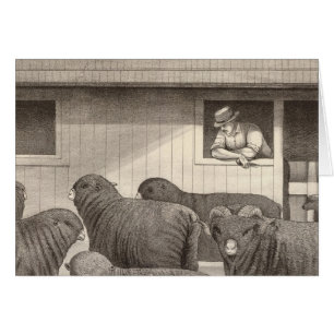 French merino sheep