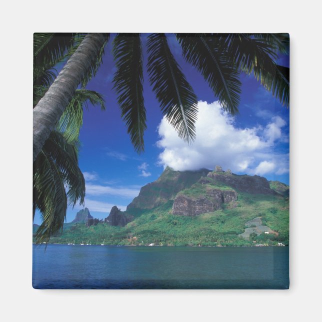 French Polynesia, Moorea. Cooks Bay. Green Magnet (Front)