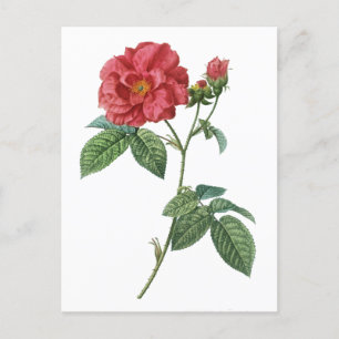 French rose (Rosa gallica) Postcard
