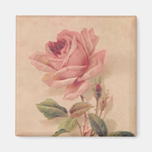 French Victorian Pink Rose Magnet (Front)