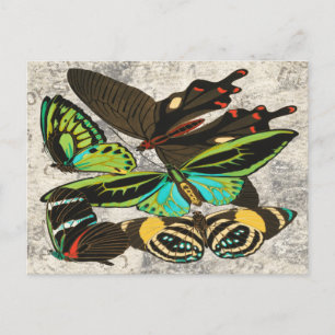 French Vintage Butterfly Botanical Art Postcard