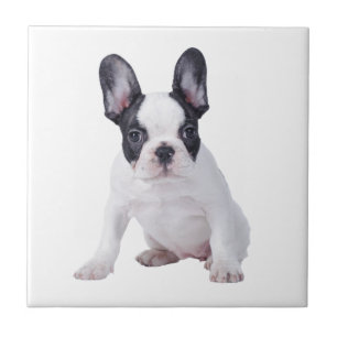Frenchie - French bulldog puppy Tile