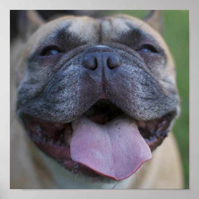 Frenchie Poster (Front)